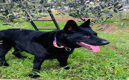 Pastore Tedesco cani per accoppiamento: Cerco pastore tedesco femmina X accoppiamento  a Provincia di Matera - Immagine 9