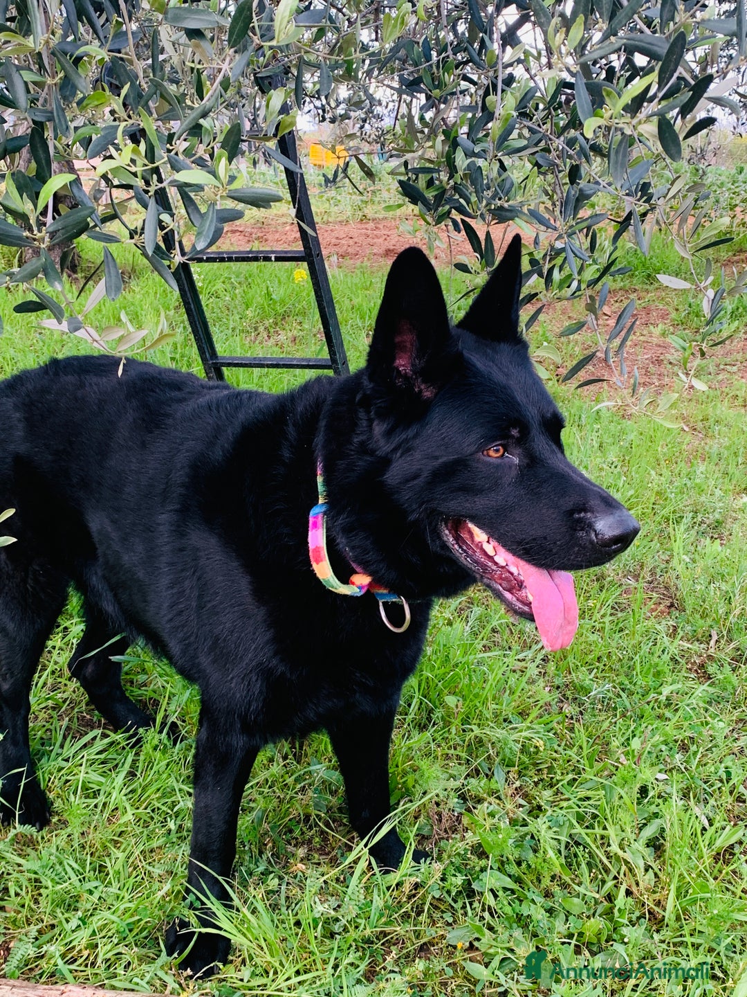 Pastore Tedesco cani per accoppiamento: Cerco pastore tedesco femmina X accoppiamento  a Provincia di Matera - Immagine 9