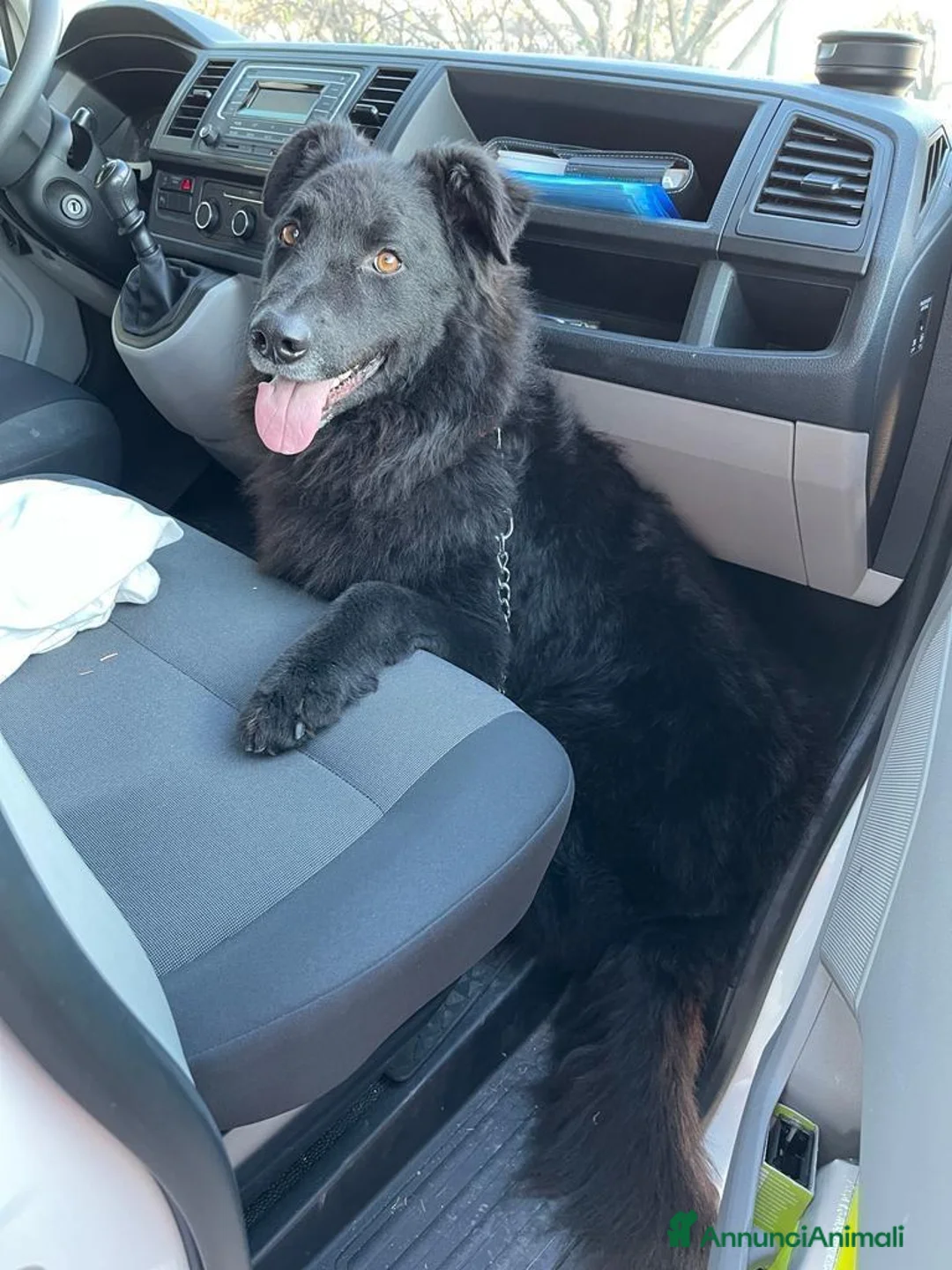 Meticcio cani in regalo: Black, simil pastore Lagorai! (6 anni)  - Annuncio 3