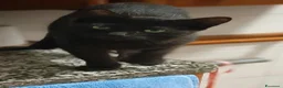 Meticcio gatti in regalo: Buio micio nero - Annuncio 1