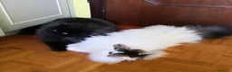 Persiano gatti in vendita: Gatti persiani  - Annuncio 4