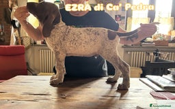 Bracco cani in vendita: cuccioli di bracco italiano a Provincia di Biella - Immagine 14