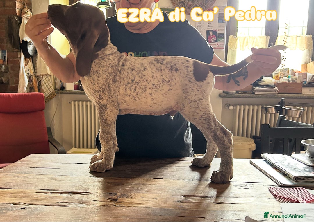 Bracco cani in vendita: cuccioli di bracco italiano a Provincia di Biella - Immagine 14