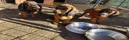 Alpenlaendische Dachsbracke cani in vendita: Vendo cuccioli Alpenlaendische Dachsbracke a Città metropolitana di Roma Capitale - Annuncio 1
