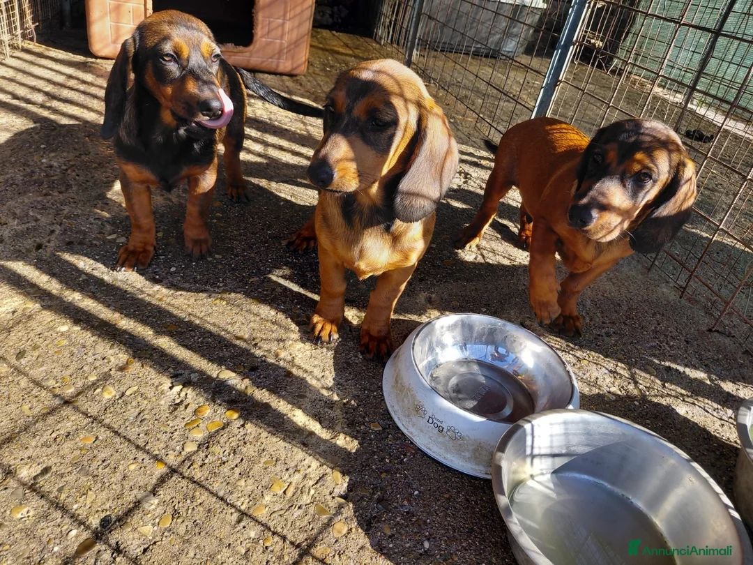 Alpenlaendische Dachsbracke cani in vendita: Vendo cuccioli Alpenlaendische Dachsbracke a Città metropolitana di Roma Capitale - Annuncio 1