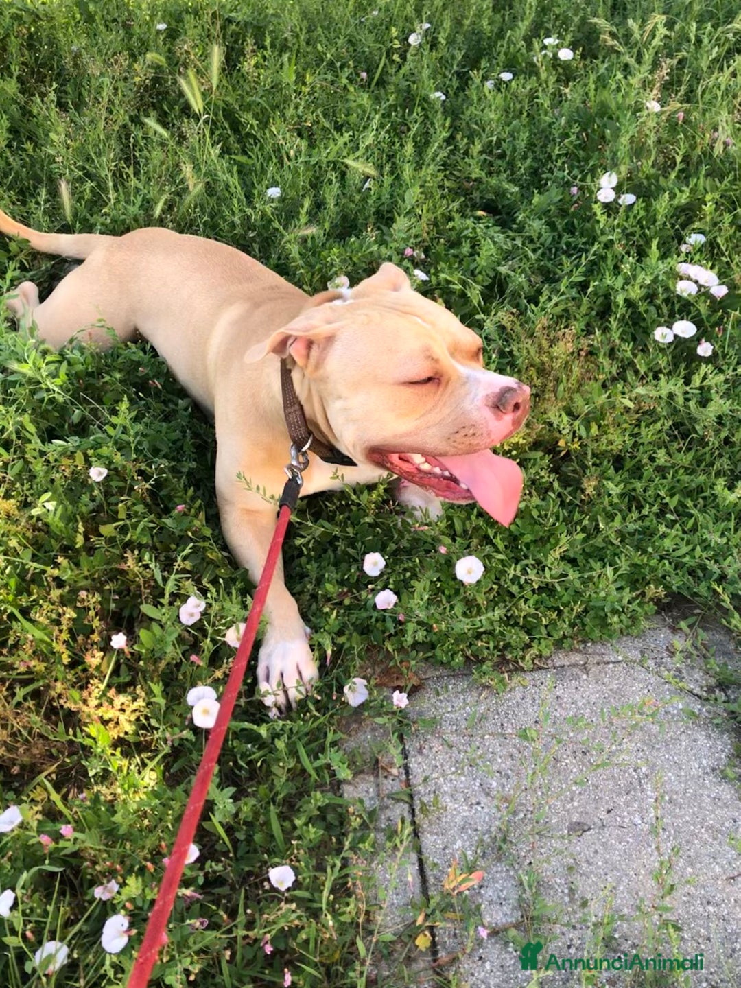 Pitbull cani in regalo: PITBULL RED NOSE - REGALO - Annuncio 3