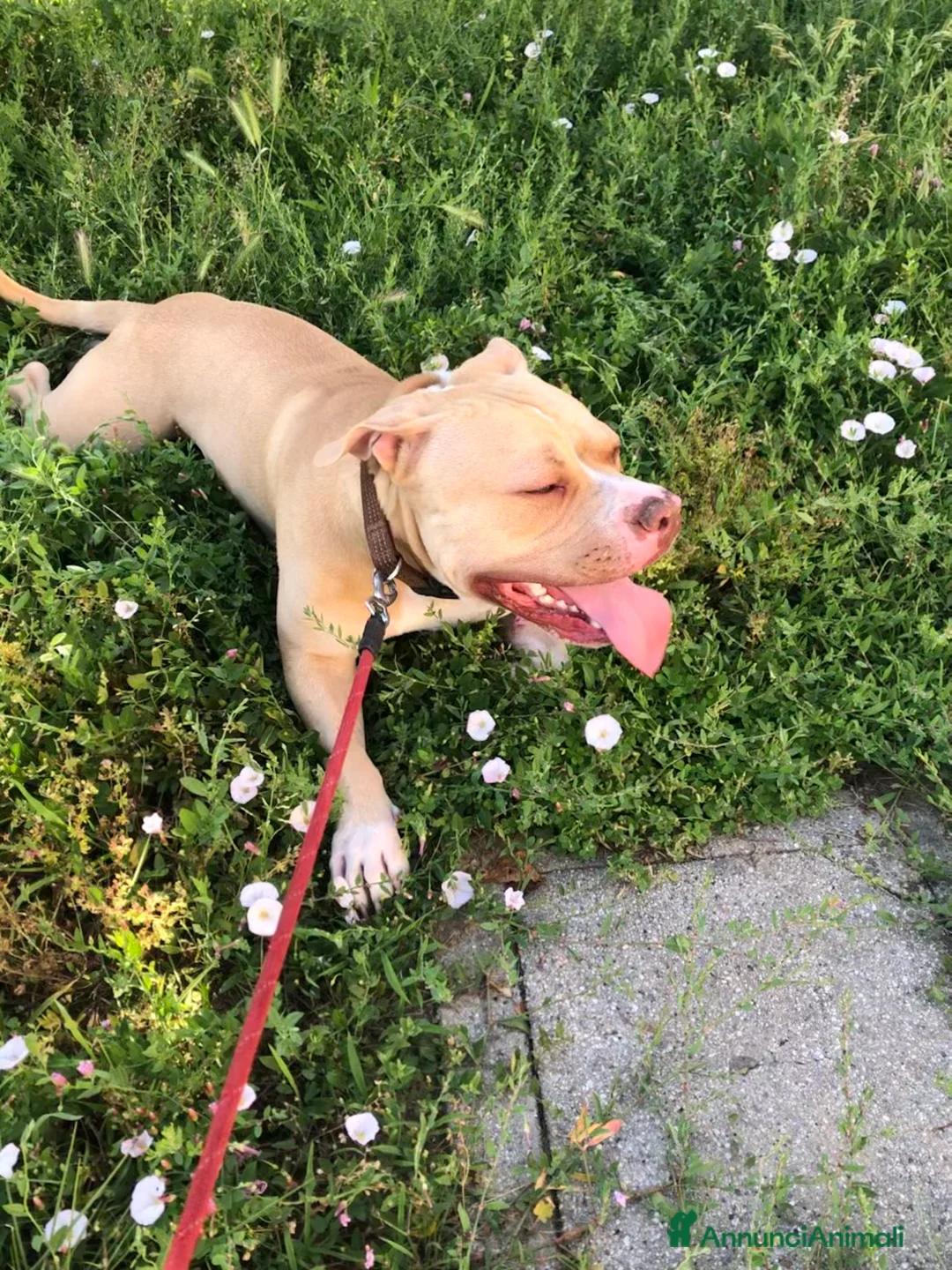 Pitbull cani in regalo: PITBULL RED NOSE - REGALO - Annuncio 3