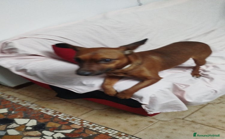 Altre razze cani a Provincia di Ascoli Piceno - Annuncio 9