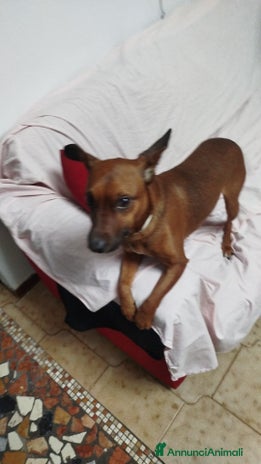 Altre razze cani a Provincia di Ascoli Piceno - Annuncio 9