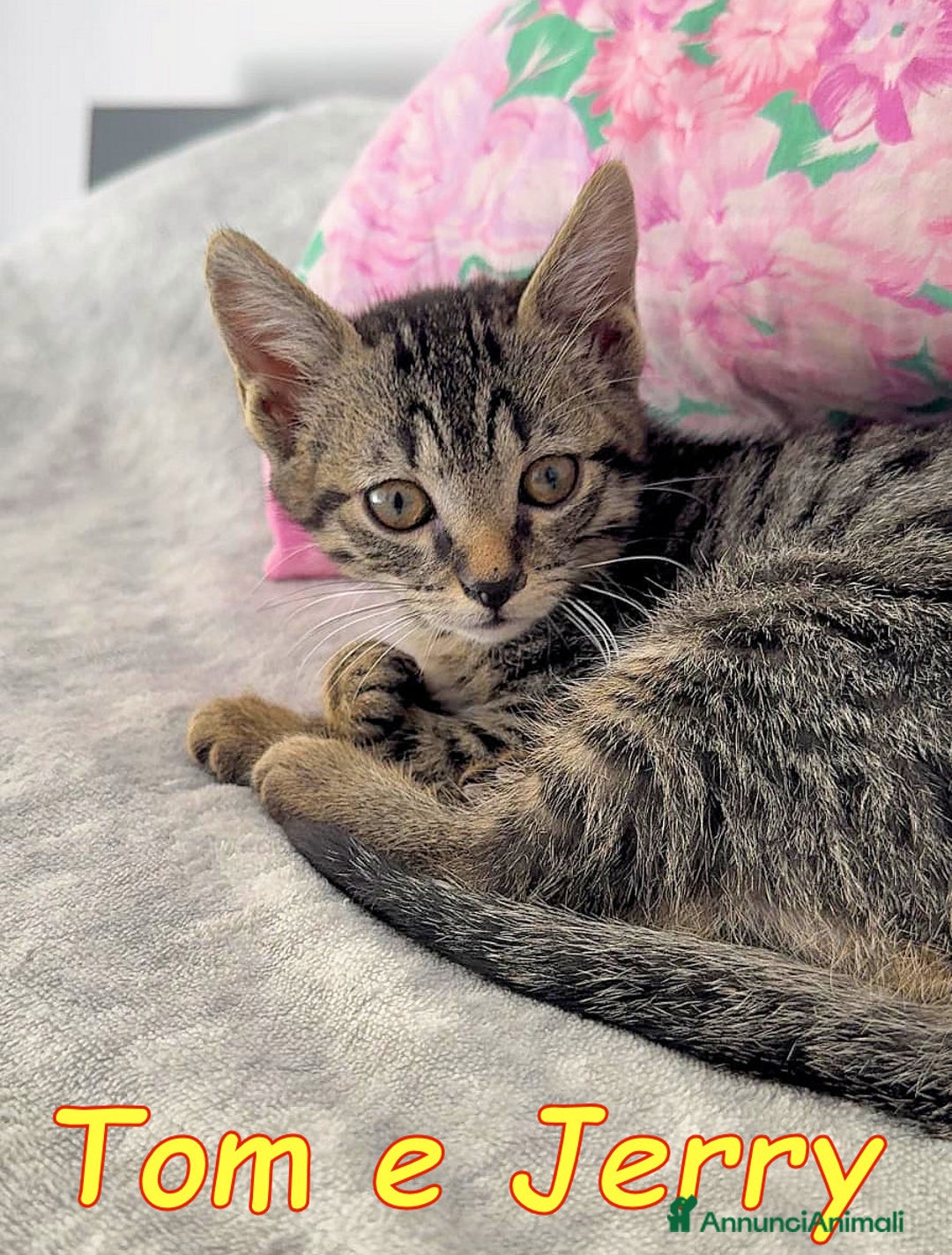 Europeo gatti in regalo: JERRY E TOM GATTIN ADORABILI - Annuncio 7