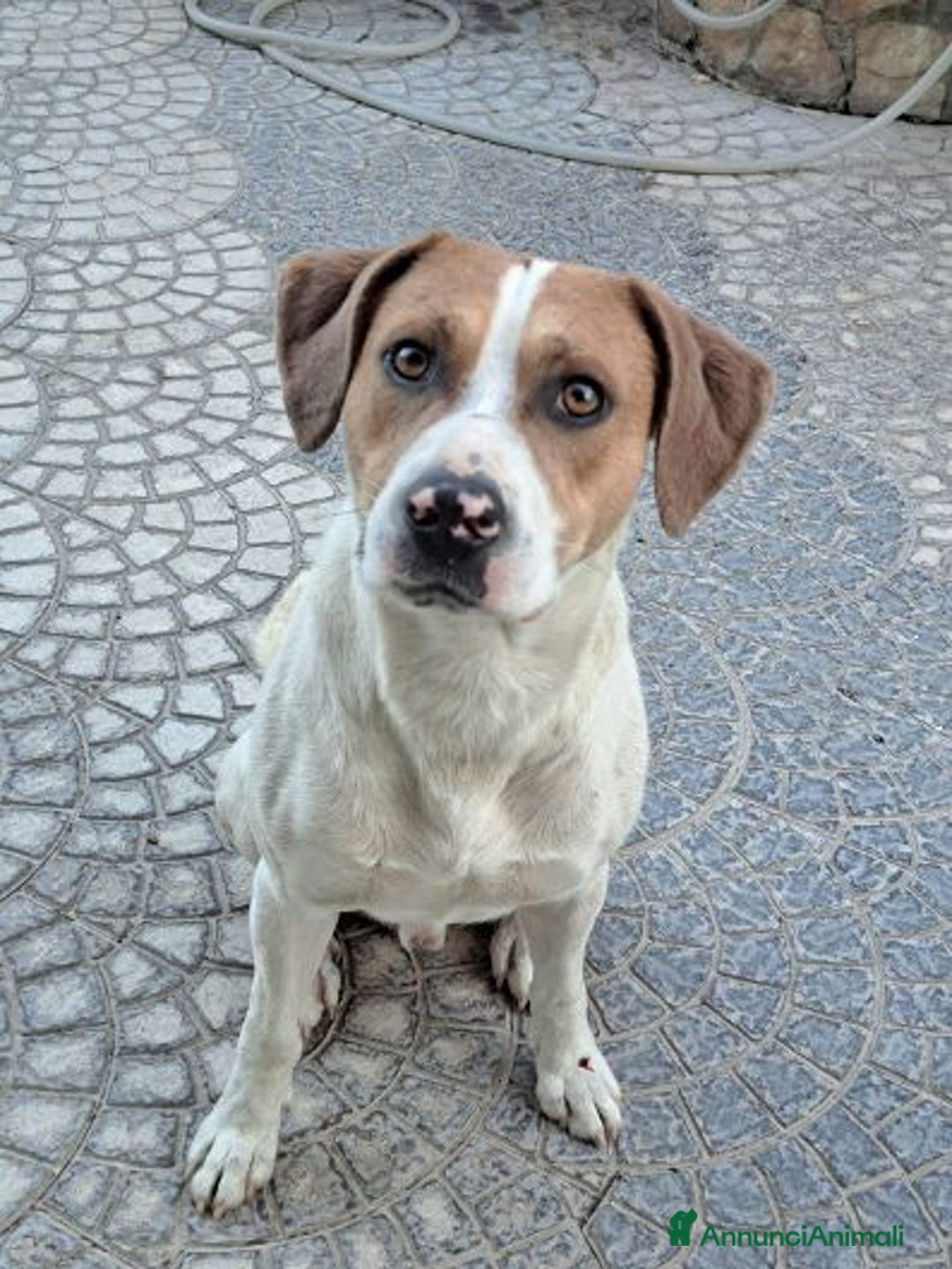Meticcio cani in regalo: BEPPE un tenerone - ottimo carattere - Annuncio 1