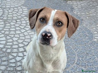 Meticcio cani BEPPE un tenerone - ottimo carattere - Annuncio 1