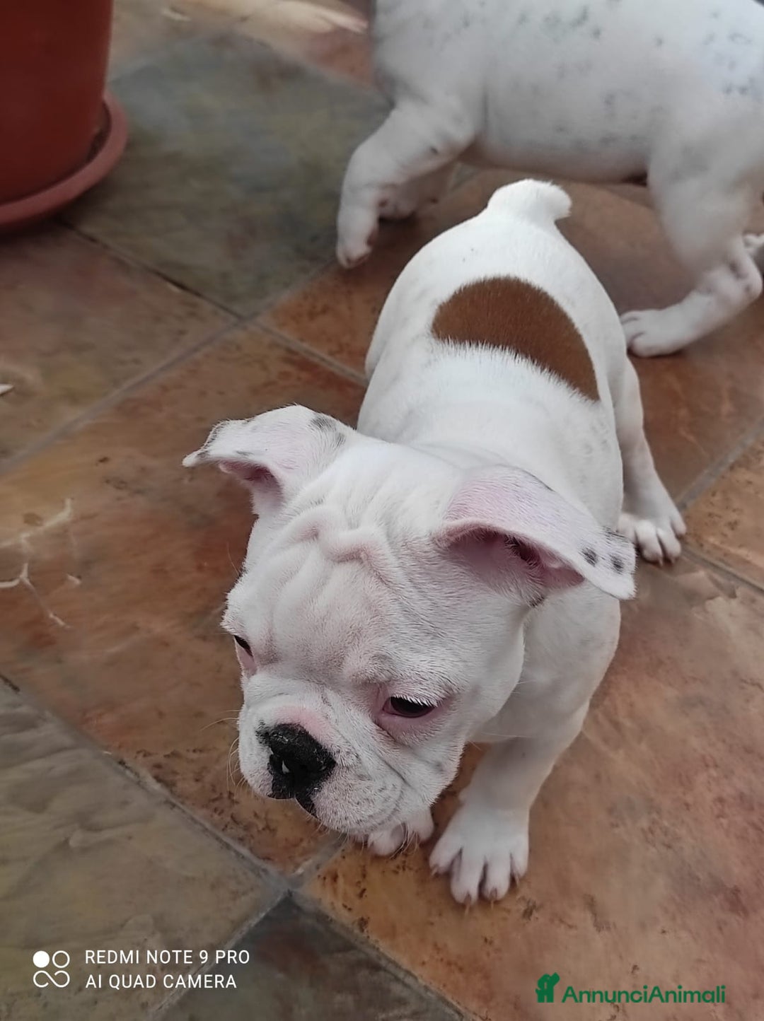 Bulldog Francese cani in vendita: Bulldog francese  - Annuncio 4