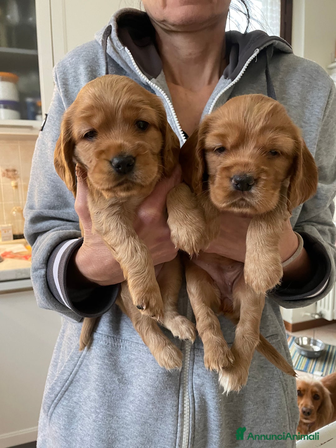 Cocker cani in vendita: Dolcissimi cuccioli di Cocker Spaniel Inglese - Annuncio 10