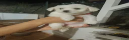 Maltese cani in vendita: Maschio Maltese - Annuncio 1