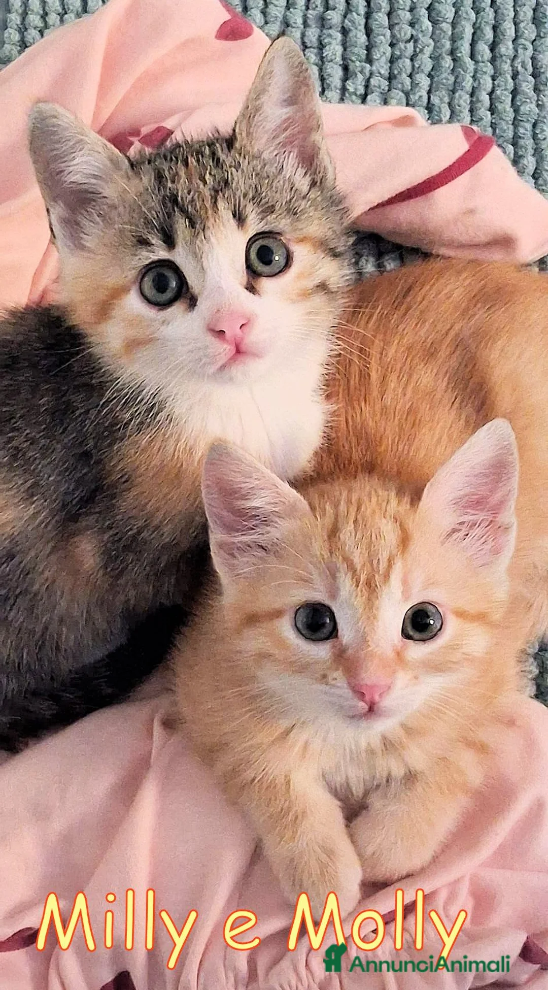 Europeo gatti in regalo: MILLY E MOLLY  PICCOLE GATTINE - Annuncio 2
