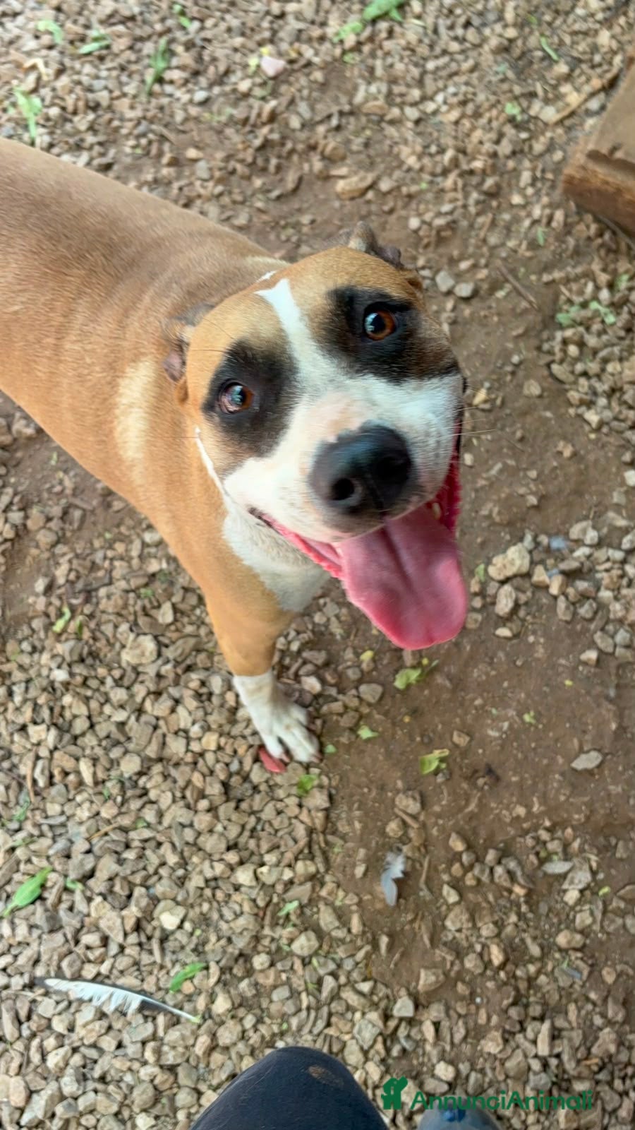 American Staffordshire cani Laila, 1 anno e 1/2 Dolce e affettuosa  - Annuncio 39