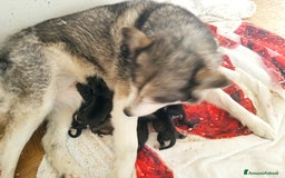 Husky cani in vendita: Siberian husky con pedigree  a Provincia autonoma di Trento - Immagine 5