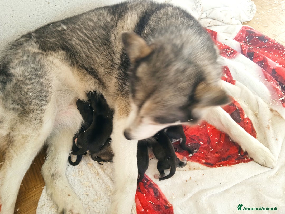 Husky cani in vendita: Siberian husky con pedigree  a Provincia autonoma di Trento - Immagine 5