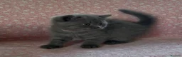 Scottish gatti in vendita: Scottish fold e straight  - Annuncio 16