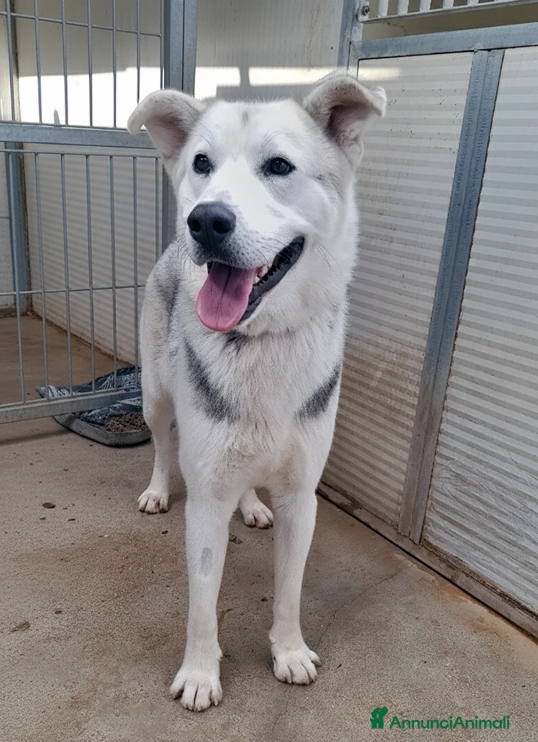 Meticcio cani in regalo: Oscar bellissimo mix husky in adozione - Annuncio 5