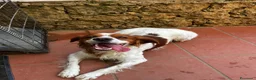 Breton cani in regalo: Norman - Annuncio 6