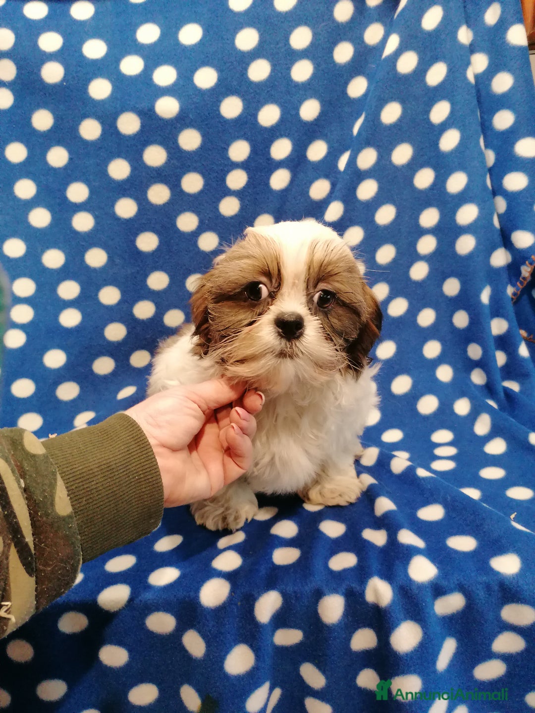Shih Tzu cani in vendita: Shih Tzu cuccioli piccoli - Annuncio 11