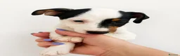 Jack Russell cani in vendita: Jack russell - Annuncio 2
