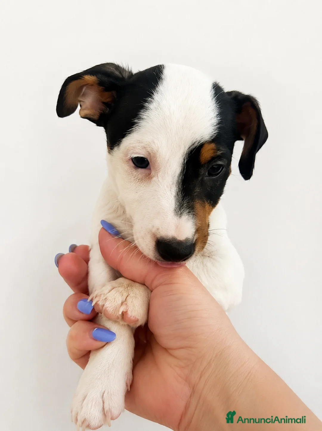 Jack Russell cani in vendita: Jack russell - Annuncio 2