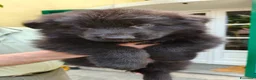 Pastore Tedesco cani in vendita: Pastore Tedesco Pelo Lungo - Annuncio 5