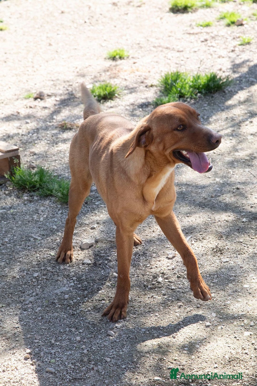 Meticcio cani in regalo: SALVA CORFU' - Annuncio 10