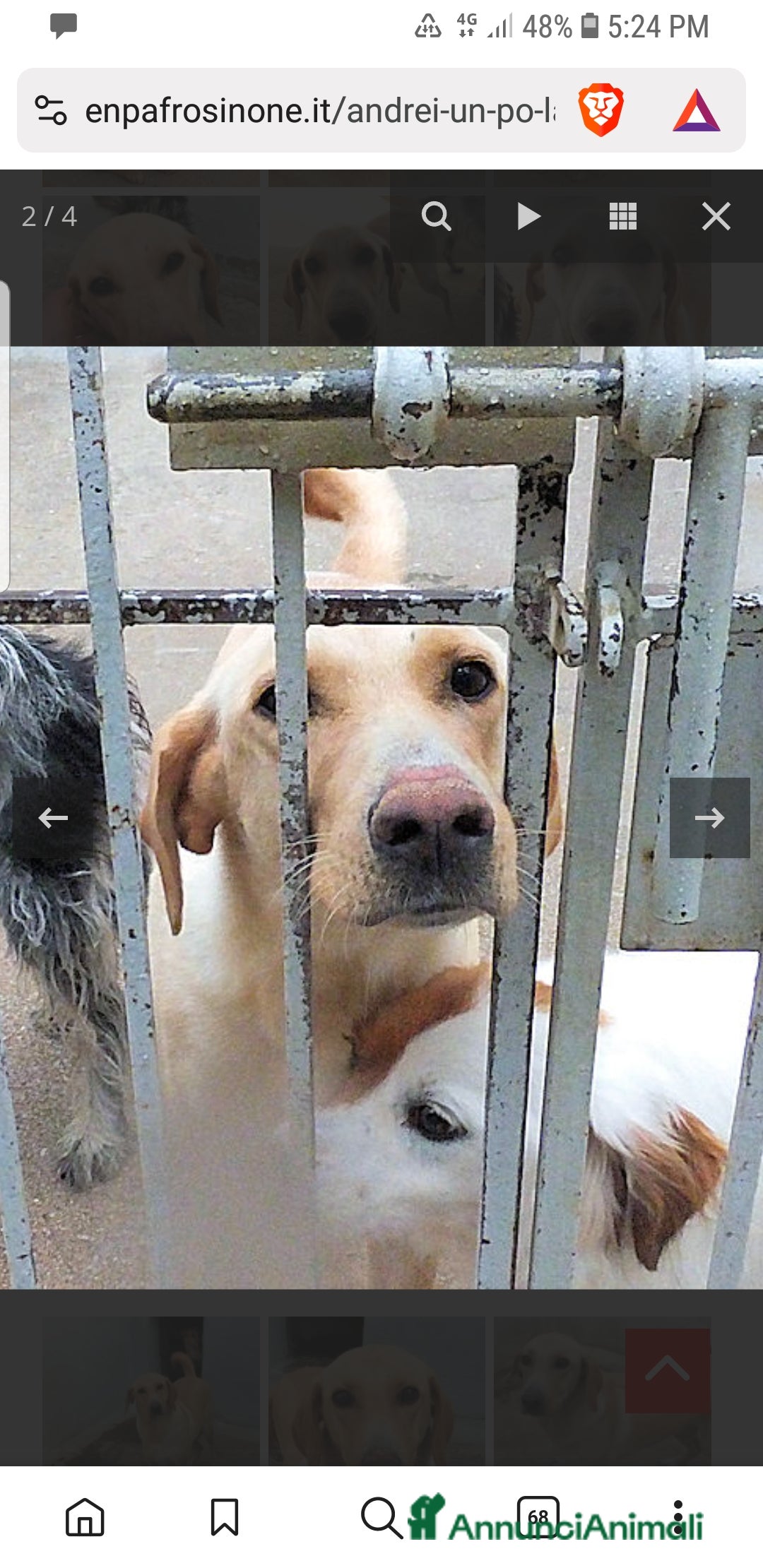 Labrador cani ADOZ.DEL CUORE:Andrei,8a abbandonato e investito - Annuncio 5