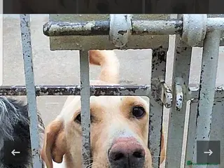 Labrador cani ADOZ.DEL CUORE:Andrei,8a abbandonato e investito - Annuncio 3