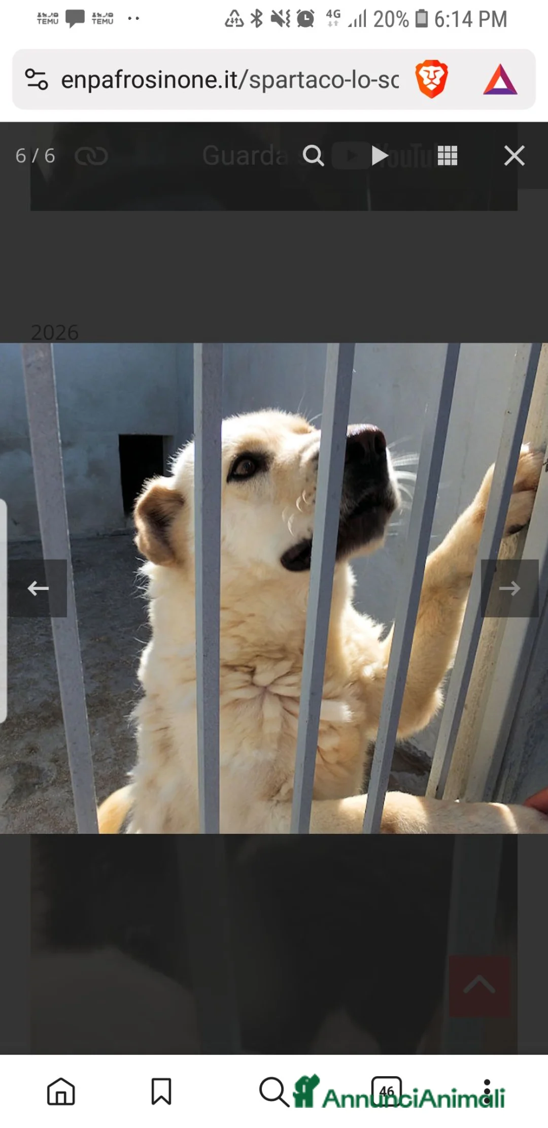Meticcio cani in regalo: Spartaco - Annuncio 7