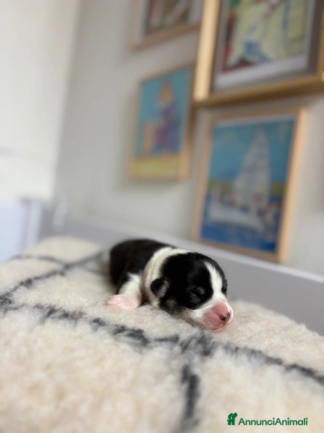 Corgi Pembroke cani in vendita: Cucciolata corgi Pembroke nata il 30-05-2026 - Annuncio 8