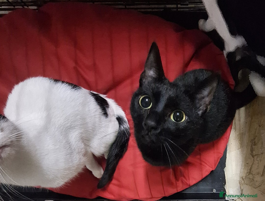 Altre razze gatti in regalo: Gatte cercano casa!!! - Annuncio 8