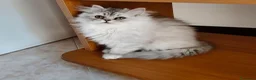 Persiano gatti in vendita: Cucciola persiana Chinchilla  - Annuncio 4