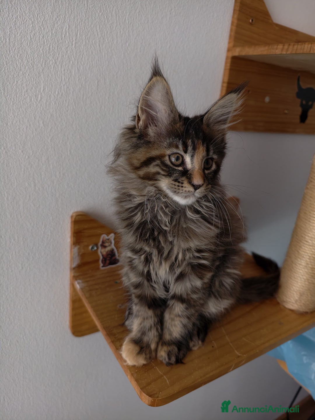 Maine Coon gatti in vendita: Bellissima cucciola Maine Coon  - Annuncio 5