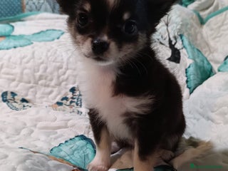 Chihuahua cani Cucciole di chihuahua disponibili a Provincia di Mantova - Annuncio 7