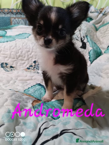 Chihuahua cani a Provincia di Mantova - Annuncio 11