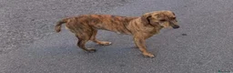 Segugio cani in regalo: Segugia maculata 1anno kg12 CASA/GIARDINO.NUORO - Annuncio 3