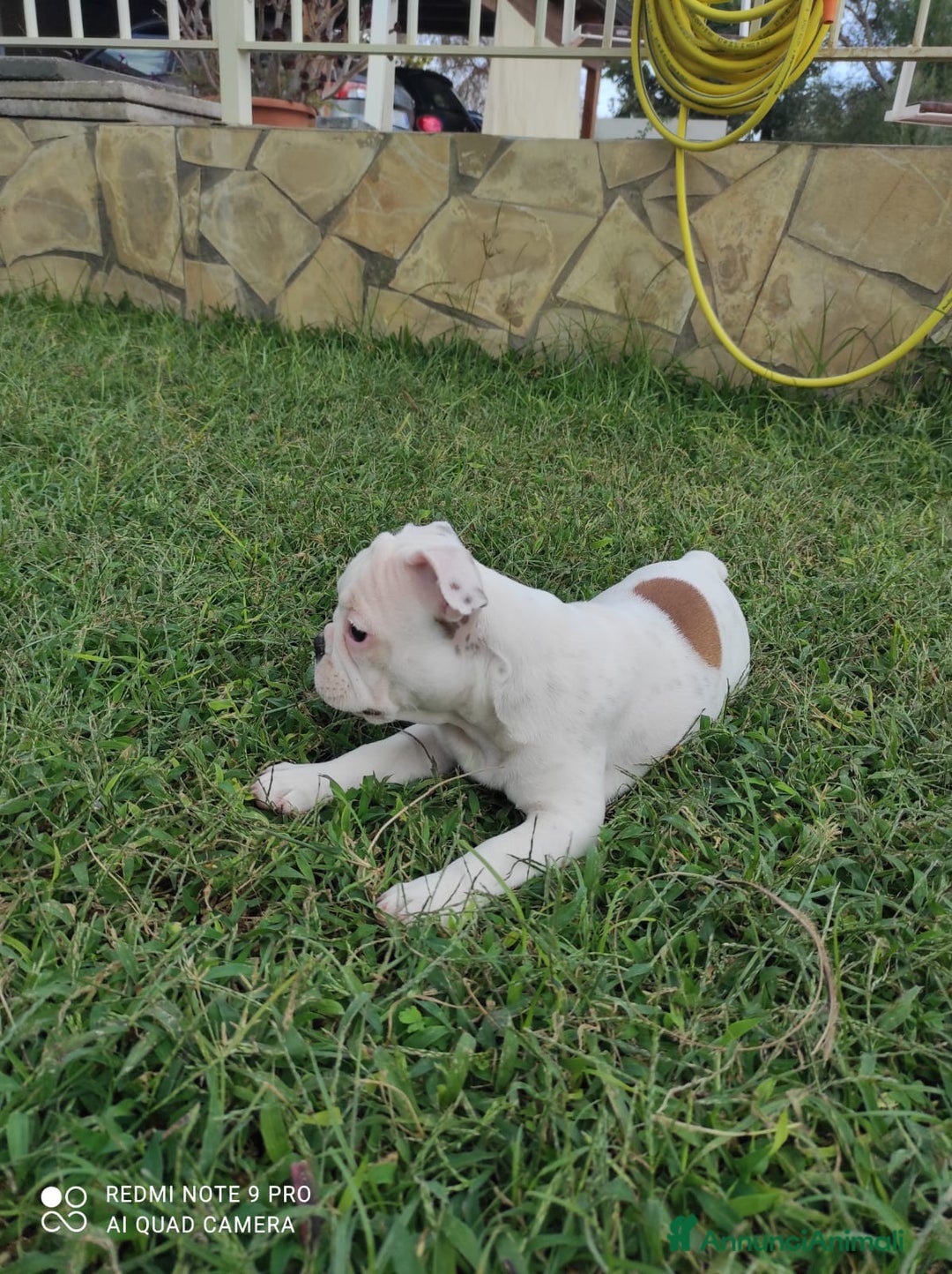 Bulldog Francese cani in vendita: Bulldog francese  - Annuncio 3