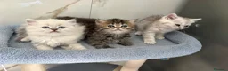 British gatti in vendita: Scottish fold sthrait - Annuncio 3