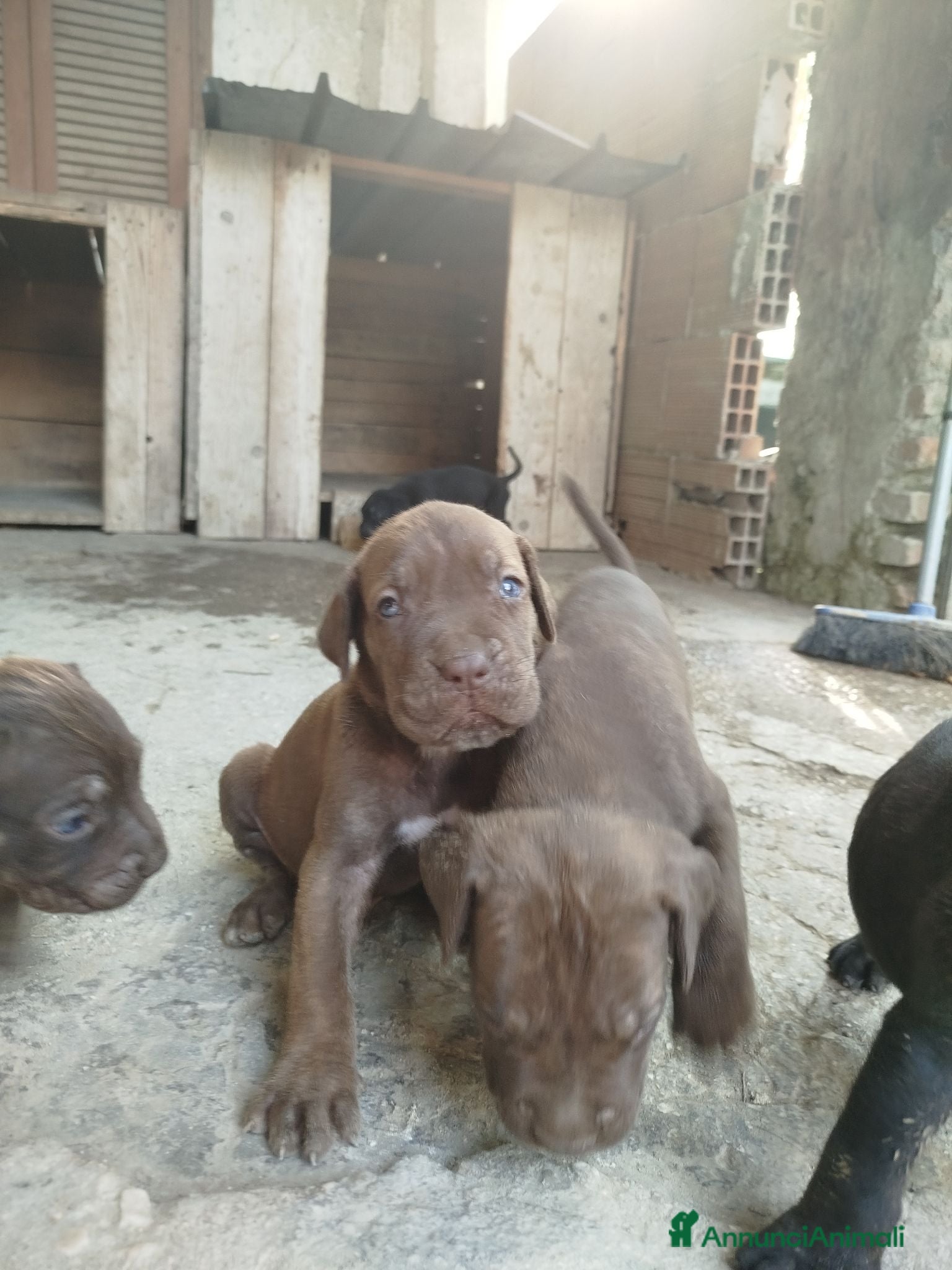 Cane Corso cani Vendesi cuccioli cane corso Frosinone  - Annuncio 9