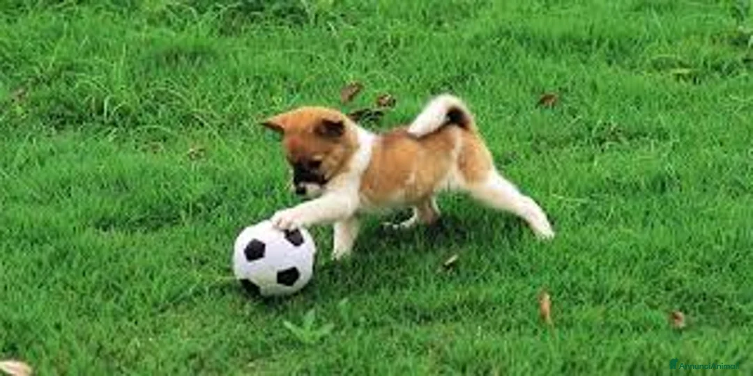 Affenpinscher cani in vendita: Tesrs - Annuncio 1