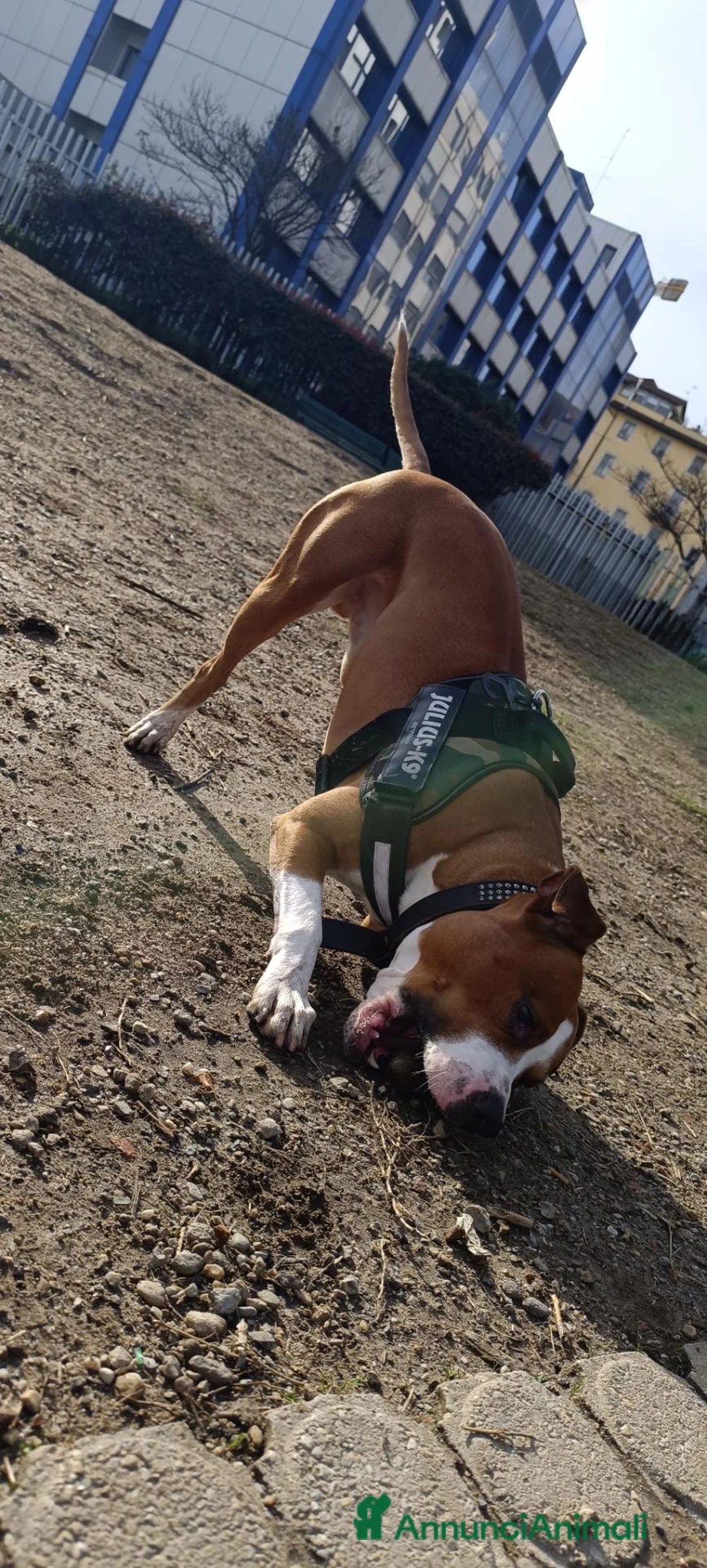 American Staffordshire cani in regalo: Regalo  a Città metropolitana di Milano - Annuncio 1