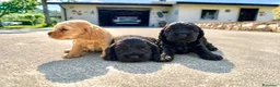 Cocker cani in vendita: Meravigliosi cuccioli di cocker spaniel pedigree  - Annuncio 6