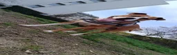 American Staffordshire cani in regalo: Regalo  a Città metropolitana di Milano - Annuncio 4