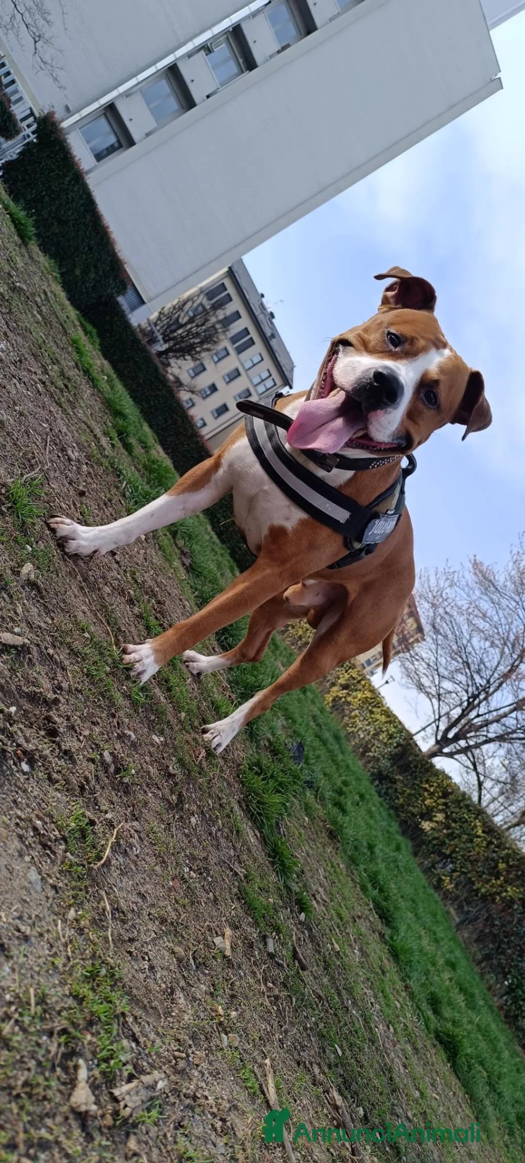 American Staffordshire cani in regalo: Regalo  a Città metropolitana di Milano - Annuncio 4