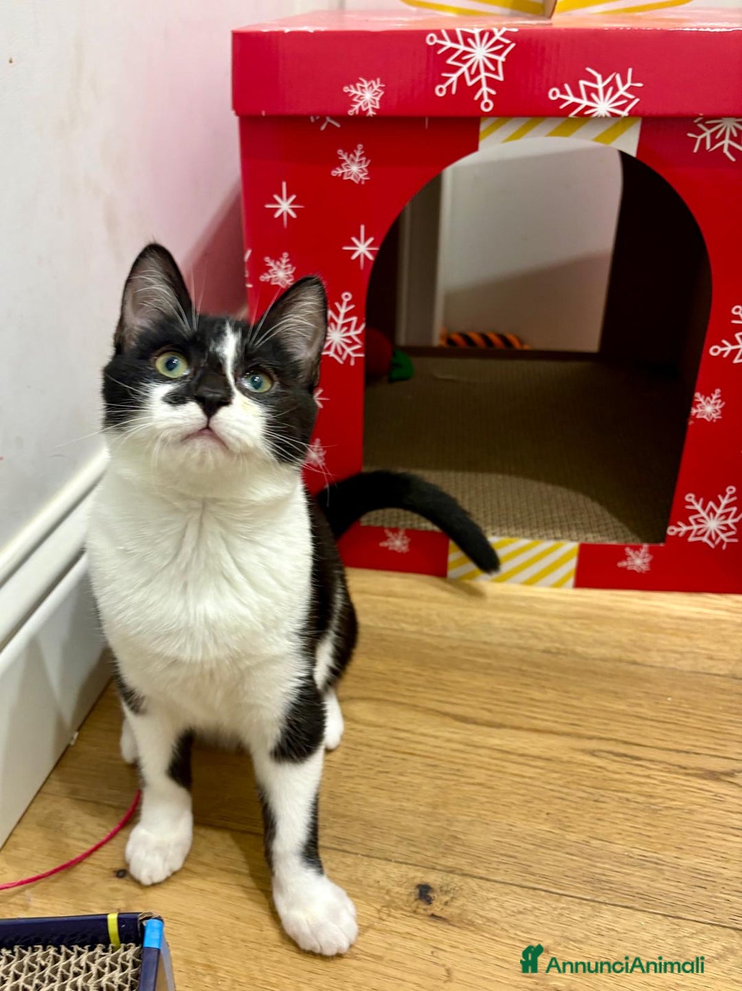 Europeo gatti in regalo: Mya e Mimì, nessuno le vuole - Annuncio 4